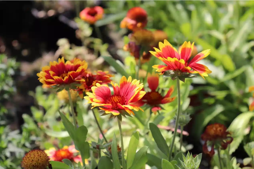 Pestovanie trvaliek2