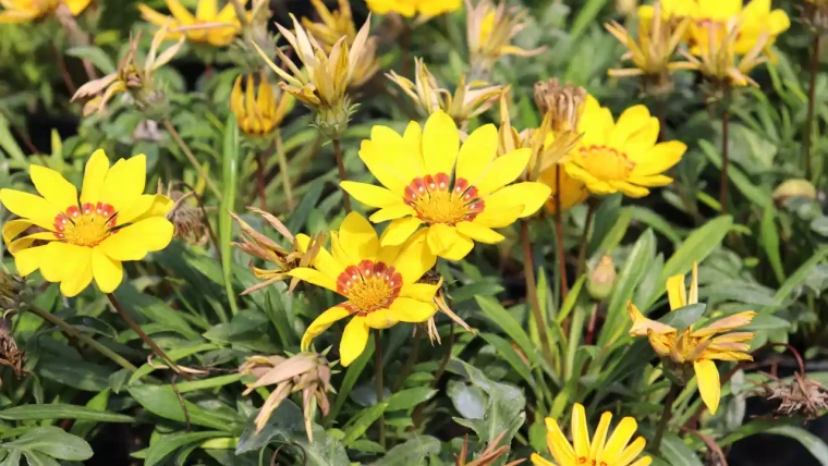 Funkcia trvaliek v záhrade