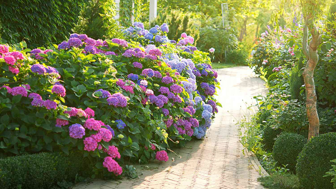 Pravidlá výberu stanoviska pre trvalky